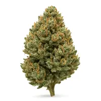 Durban Poison