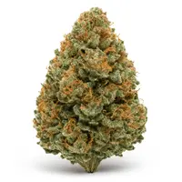 Mimosa